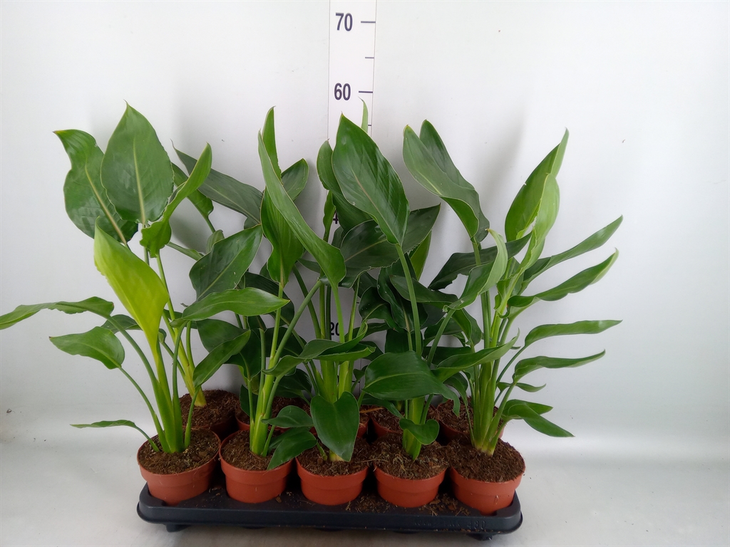 Горшечные цветы и растения оптом Strelitzia Reg.   ...no Flowers от 10шт из Голландии с доставкой по России