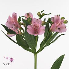 Срезанные цветы оптом Alstroemeria pink floyd от 80шт из Голландии с доставкой по России