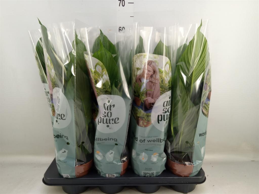 Горшечные цветы и растения оптом Spath Pico Cupido 5+ (air So Pure) от 8шт из Голландии с доставкой по России