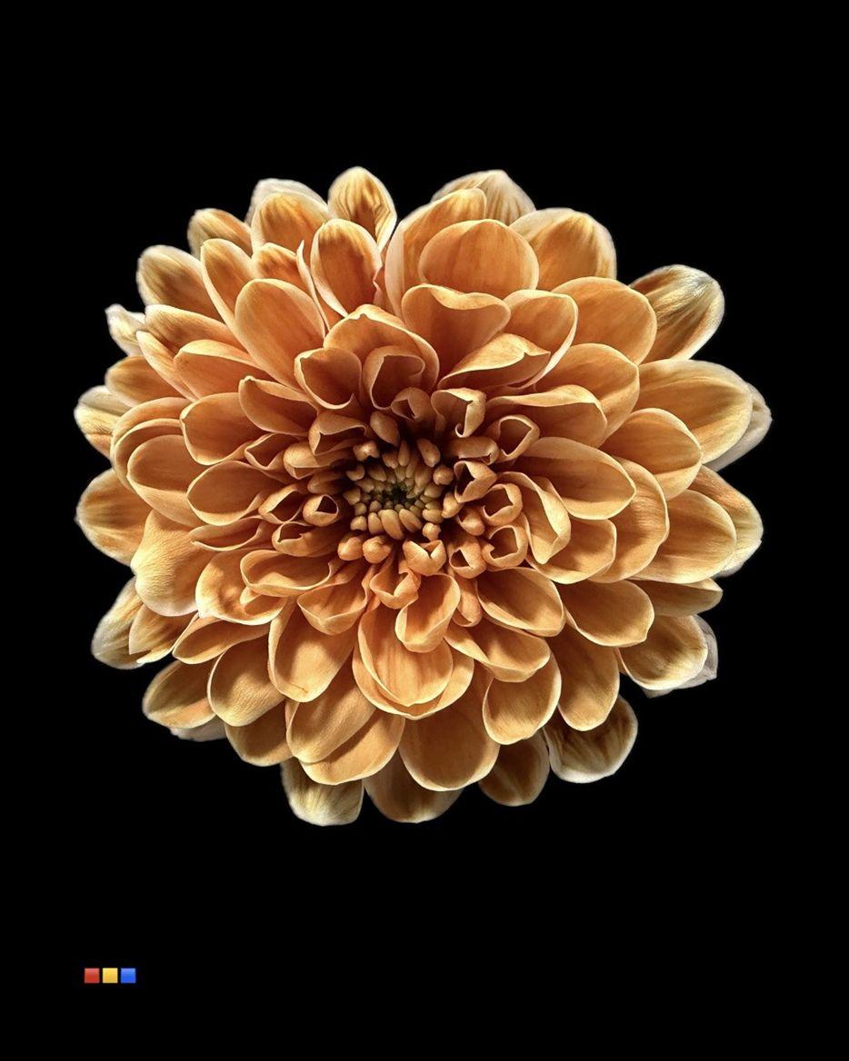 Срезанные цветы оптом Chrys sp paint altaj latte от 40шт из Голландии с доставкой по России