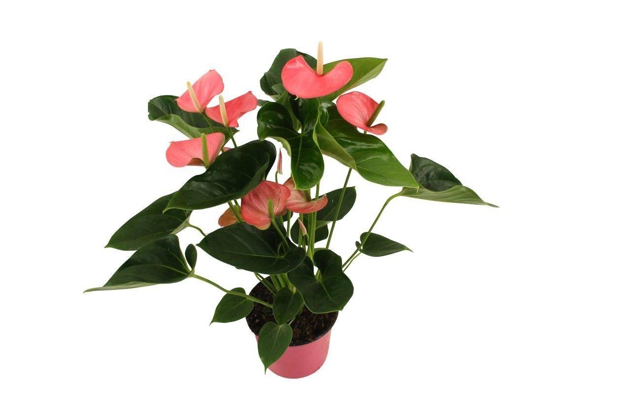 Горшечные цветы и растения оптом Anthurium Xl.54 Paris Pink 14cm от 6шт из Голландии с доставкой по России