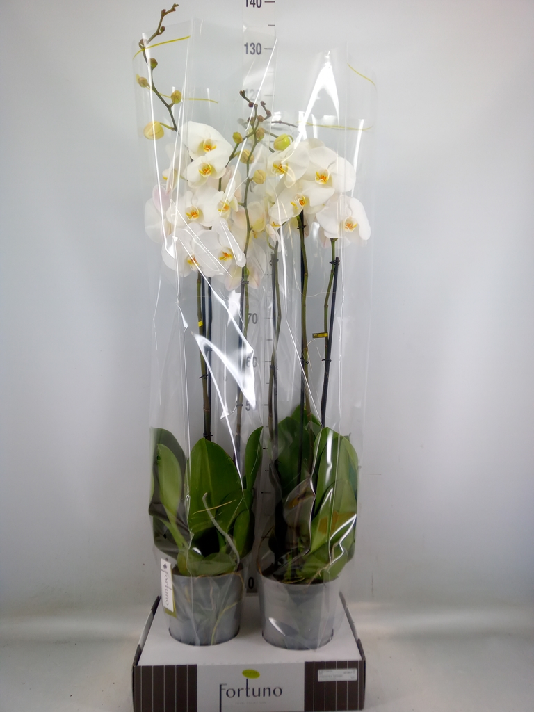 Горшечные цветы и растения оптом Phalaenopsis   ...white от 2шт из Голландии с доставкой по России