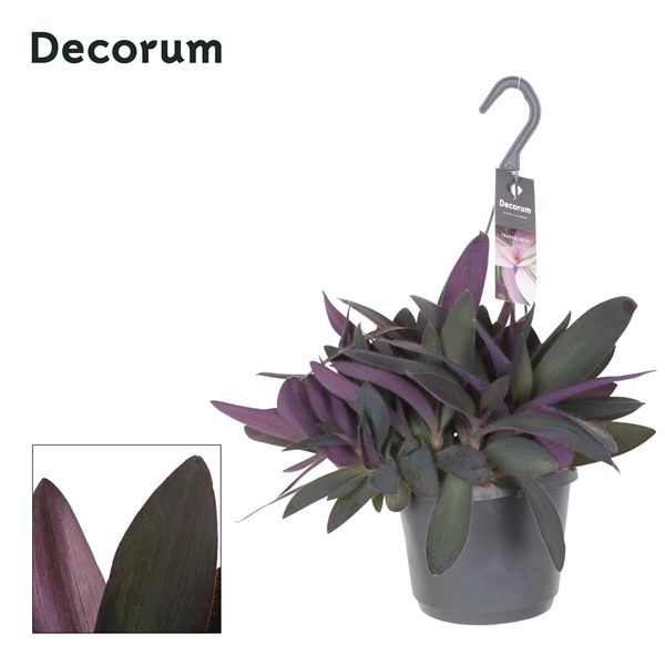 Горшечные цветы и растения оптом Tradescantia Purple Heart Hangpot от 6шт из Голландии с доставкой по России