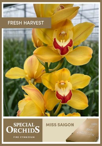 Срезанные цветы оптом Cymbidium yellow miss saigon от 2шт из Голландии с доставкой по России