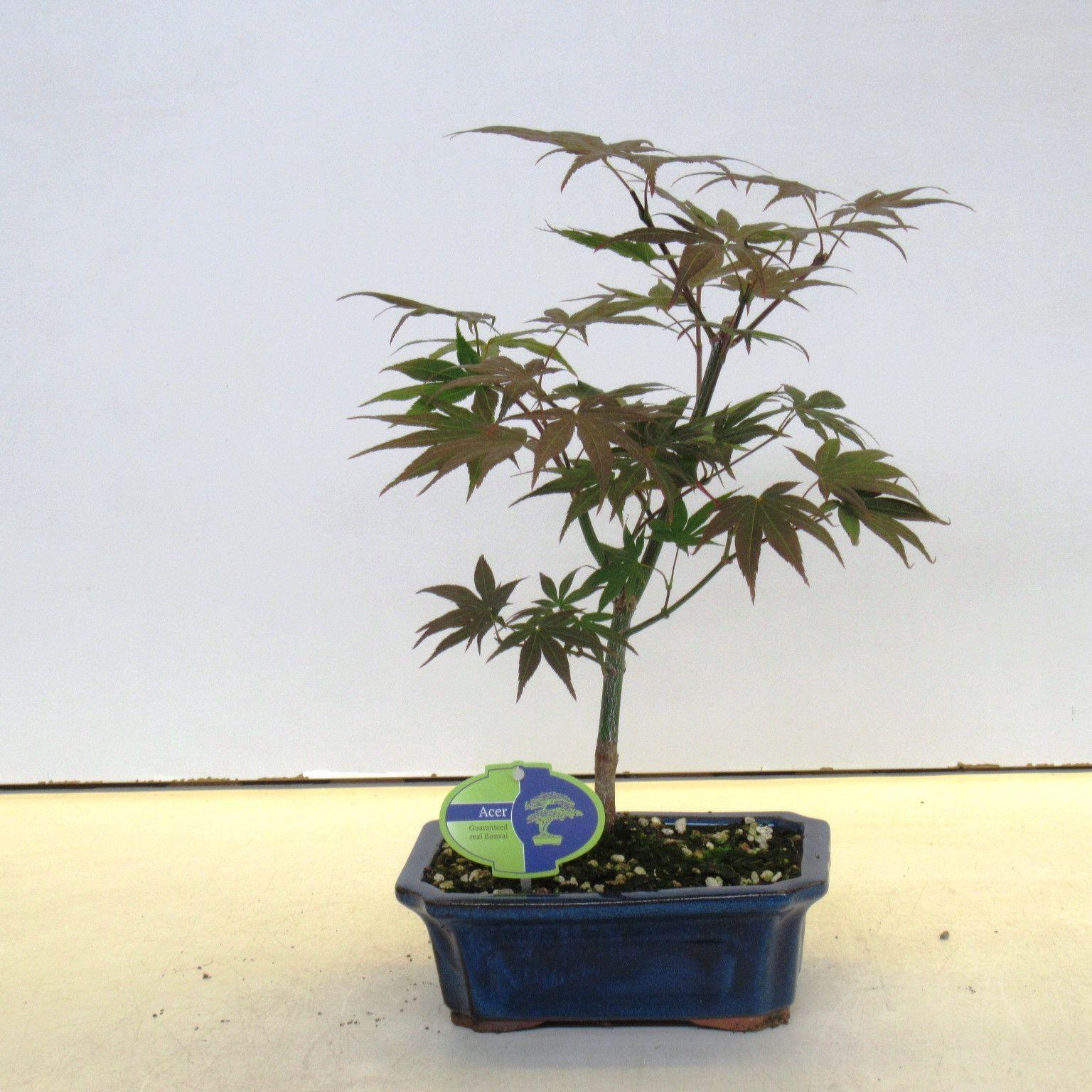 Горшечные цветы и растения оптом Bonsai Acer Palmatum Atropurpereum от 4шт из Голландии с доставкой по России