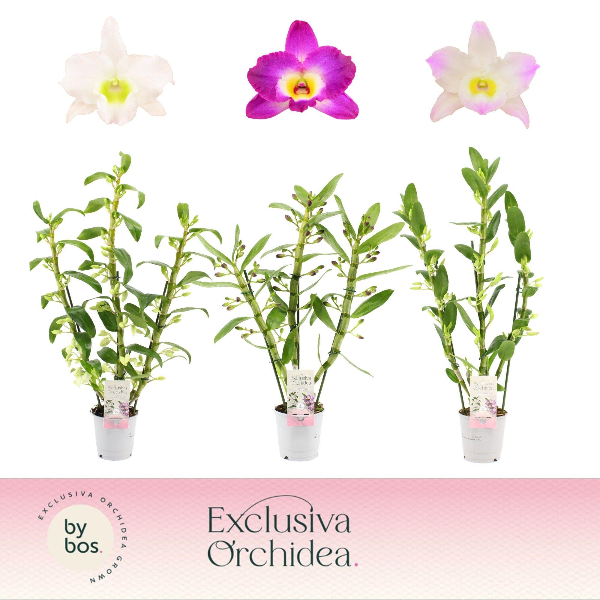 Горшечные цветы и растения оптом Dendr Nob 3st Mix Exclusiva Orchidea от 6шт из Голландии с доставкой по России