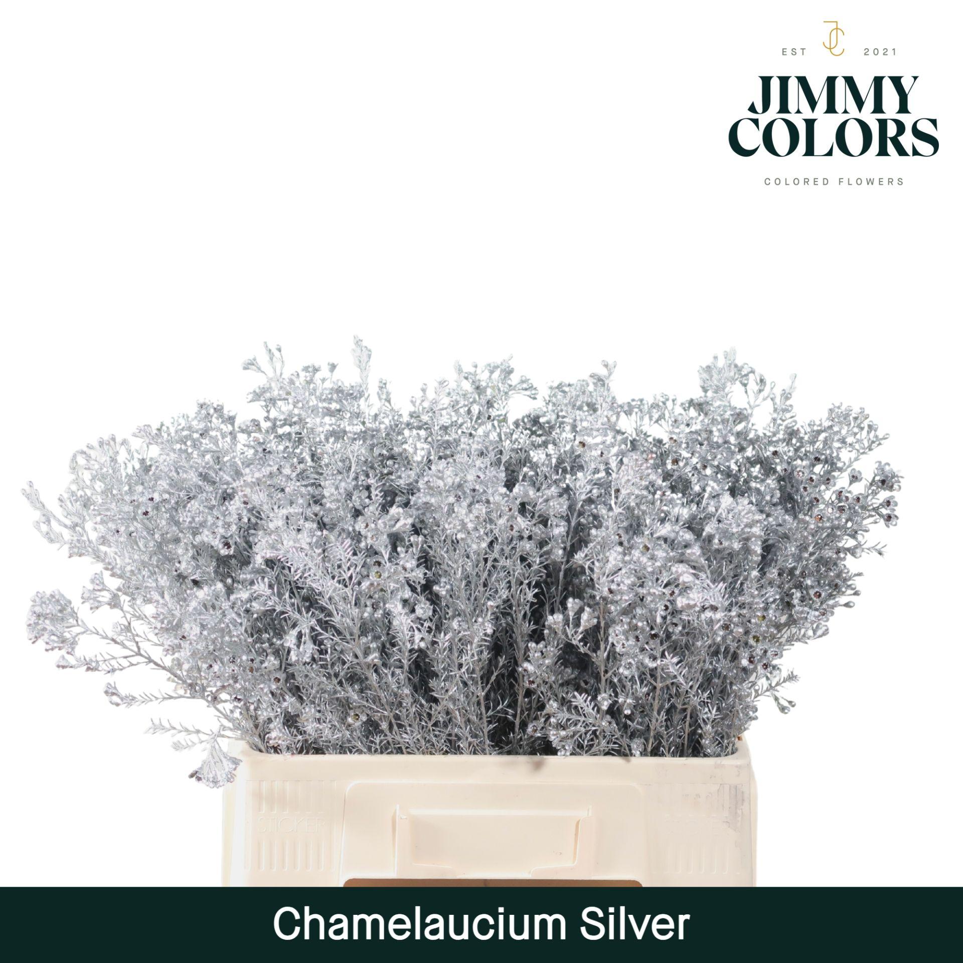 Срезанные цветы оптом Chamelaucium paint silver от 25шт из Голландии с доставкой по России