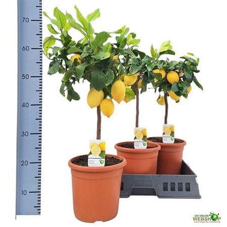 Горшечные цветы и растения оптом Citrus Lemon On Stem от 1шт (для телеги) из Голландии с доставкой по России