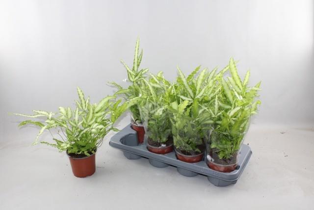 Горшечные цветы и растения оптом Pteris Albolineata от 8шт из Голландии с доставкой по России