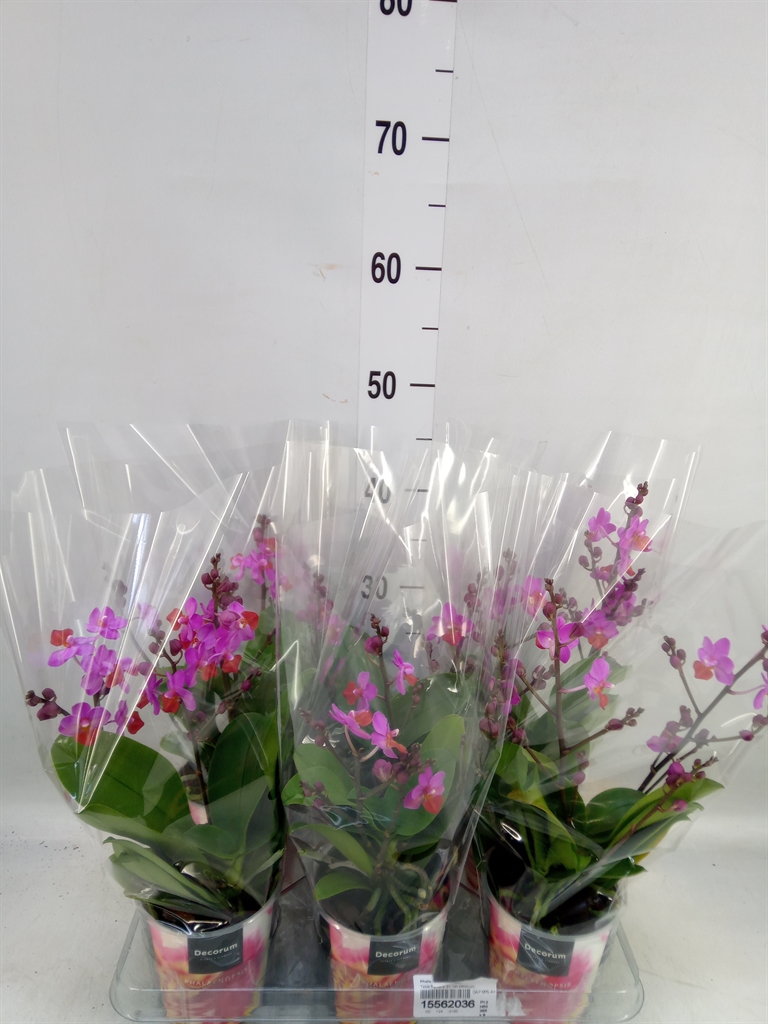 Горшечные цветы и растения оптом Phalaenopsis   ...lilac от 6шт из Голландии с доставкой по России