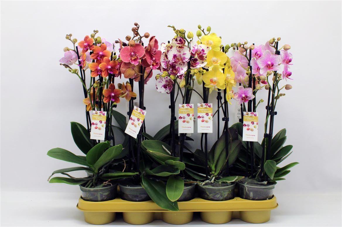 Горшечные цветы и растения оптом Phal 2st Mix 14+ (phalaenova) от 10шт из Голландии с доставкой по России