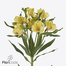 Срезанные цветы оптом Alstroemeria morning star от 60шт из Голландии с доставкой по России
