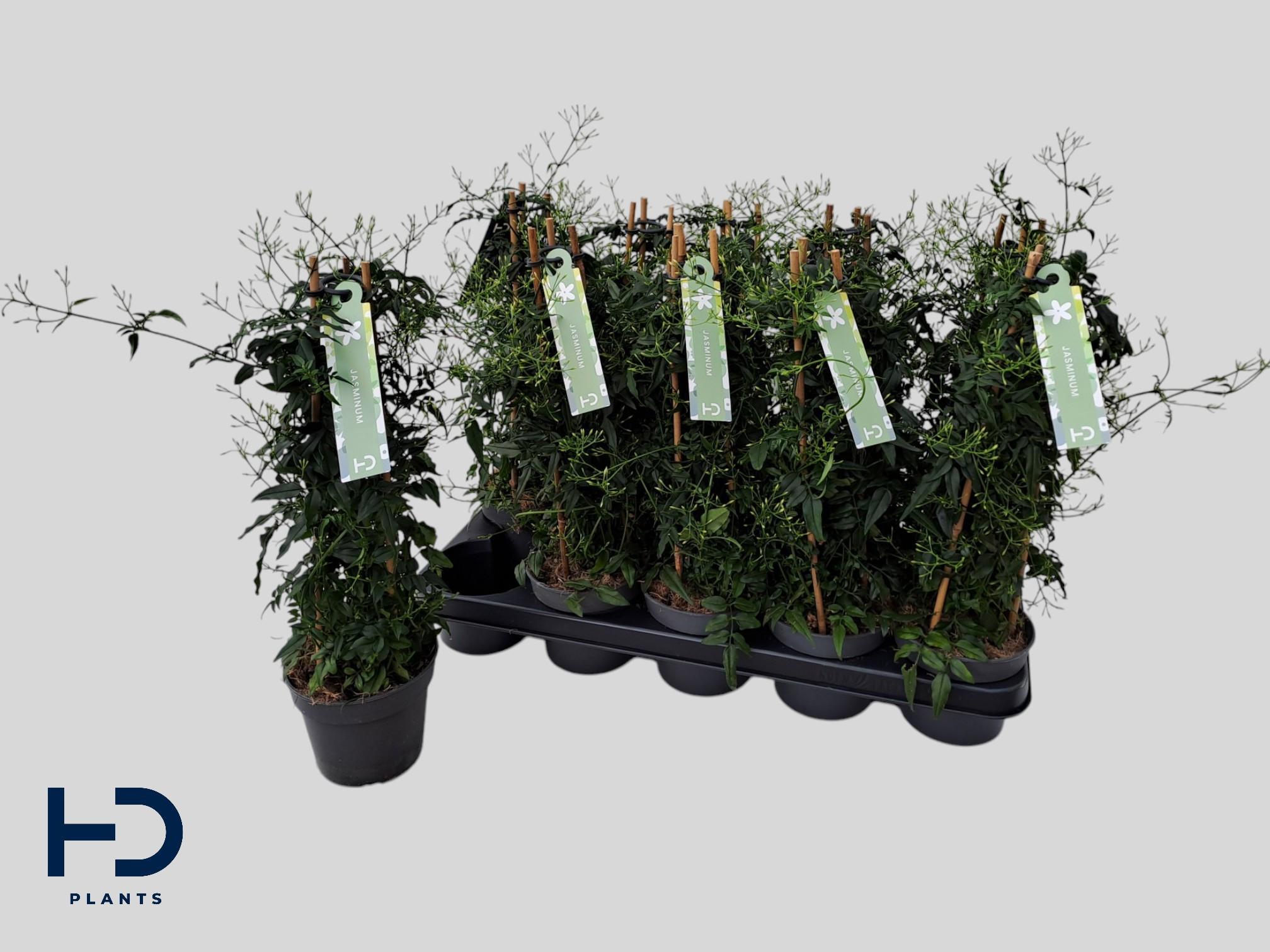 Горшечные цветы и растения оптом Jasm Polyanthum Wit от 10шт из Голландии с доставкой по России