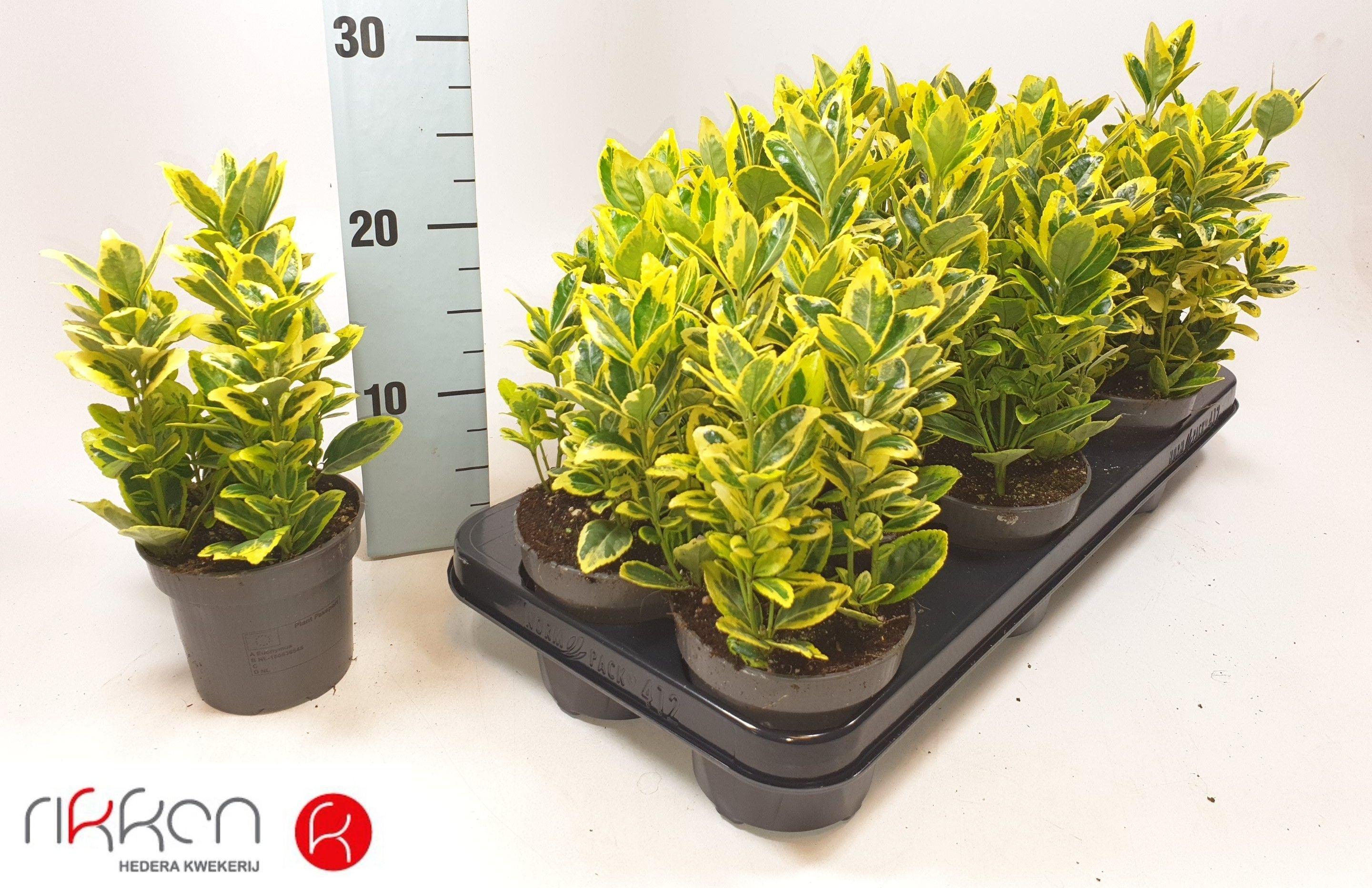 Горшечные цветы и растения оптом Euonymus Ja Marieke от 18шт (для телеги) из Голландии с доставкой по России