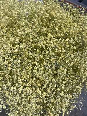 Срезанные цветы оптом Gyps mst paint yellow light от 50шт из Голландии с доставкой по России