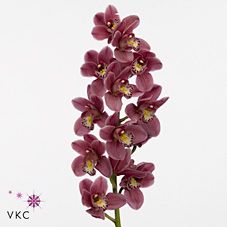 Срезанные цветы оптом Minicymbidium pink perfection от 10шт. из Голландии с доставкой по России