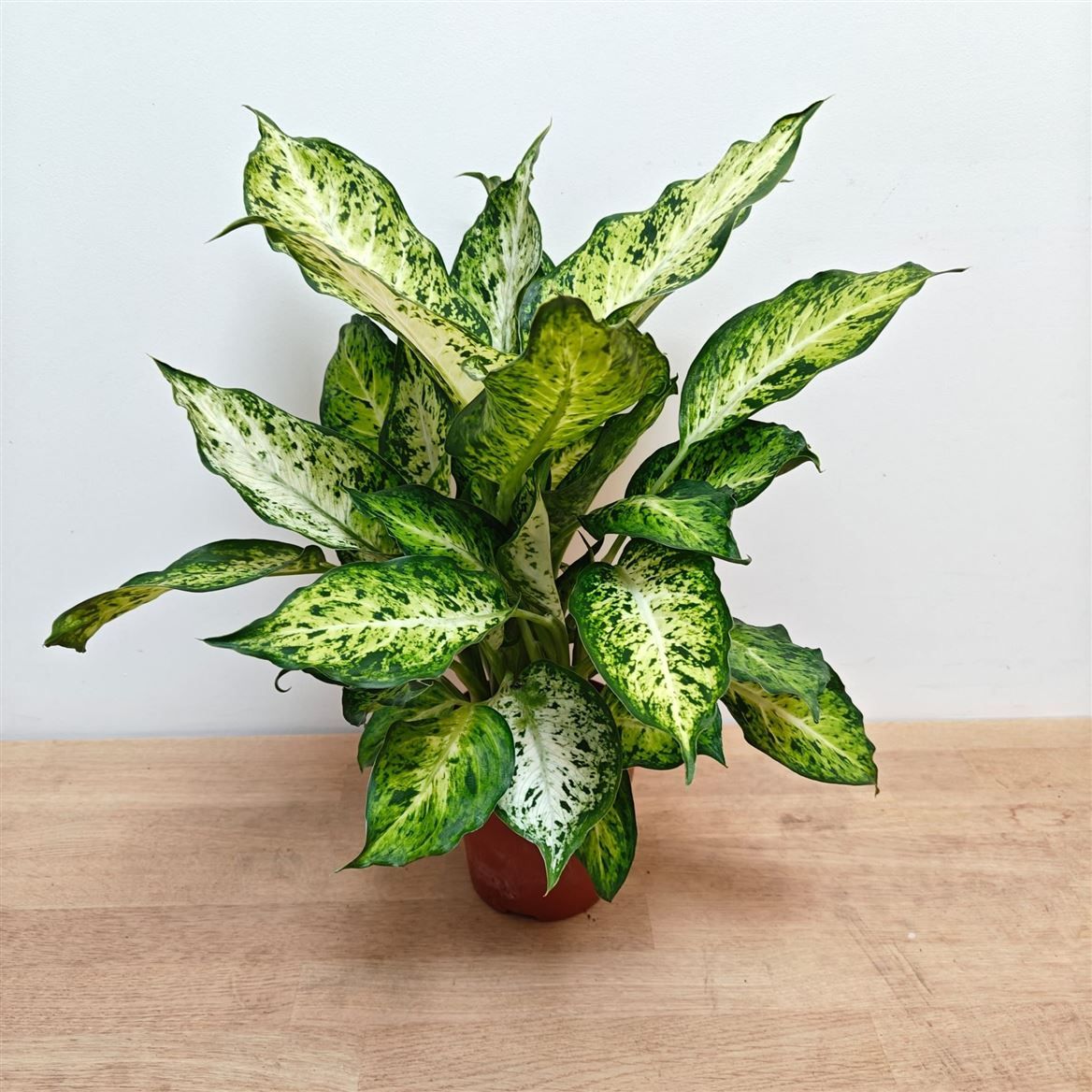 Горшечные цветы и растения оптом Dieffenbachia Amy от 10шт из Голландии с доставкой по России