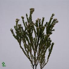 Срезанные цветы оптом Cape green tortum female от 50шт из Голландии с доставкой по России