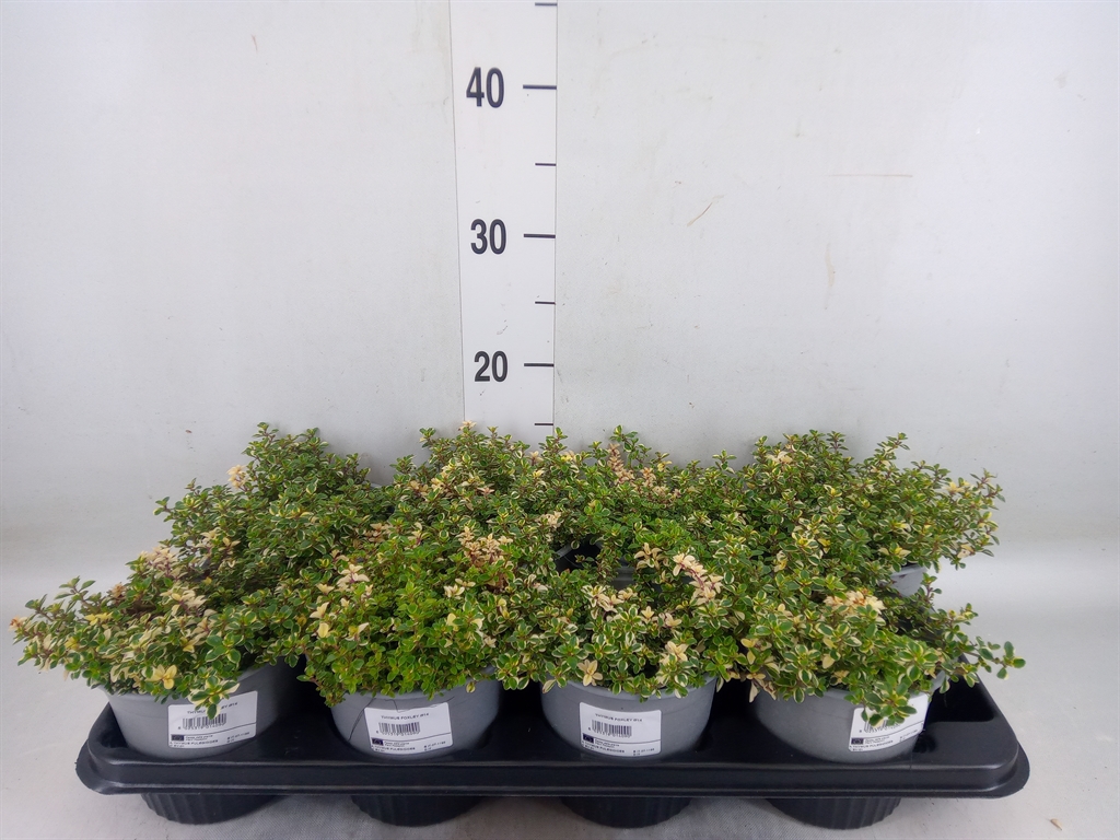 Горшечные цветы и растения оптом Thymus Vulgaris от 8шт из Голландии с доставкой по России