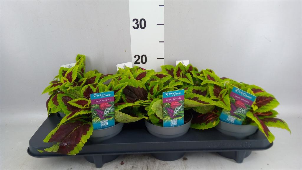 Горшечные цветы и растения оптом Plectranthus Col. mst Alligator A от 6шт из Голландии с доставкой по России