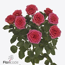 Срезанные цветы оптом Rosa spray chimo от 50шт из Голландии с доставкой по России