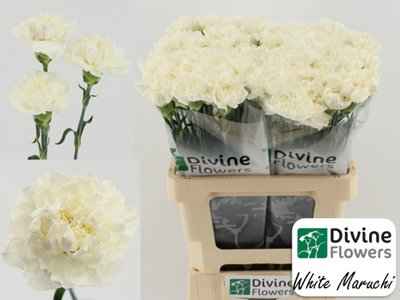 Срезанные цветы оптом Dianthus st maruchi bianco от 80шт из Голландии с доставкой по России