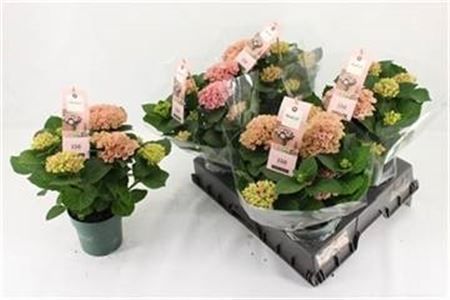 Горшечные цветы и растения оптом Hydrangea Ma Magical Revolution Blue 5+ от 5шт из Голландии с доставкой по России