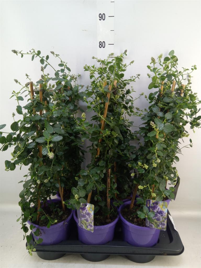 Горшечные цветы и растения оптом Ceanothus Thyrsiflorus Var. Repens от 6шт из Голландии с доставкой по России