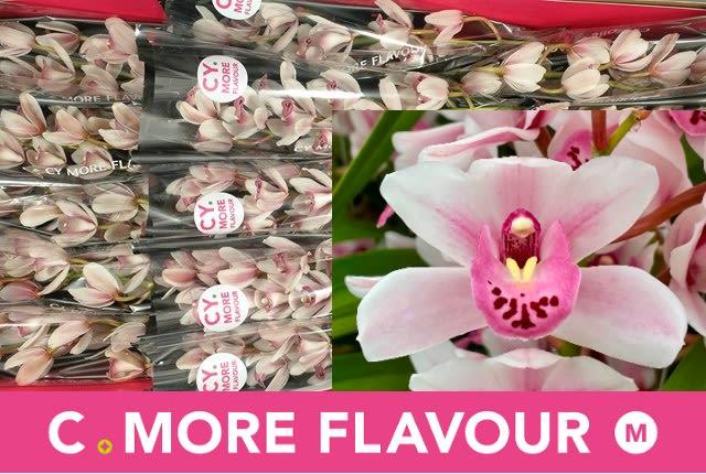 Срезанные цветы оптом Minicymbidium sabrina от 6шт. из Голландии с доставкой по России