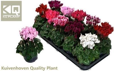 Горшечные цветы и растения оптом Cyclamen Compact Mix от 10шт (для телеги) из Голландии с доставкой по России