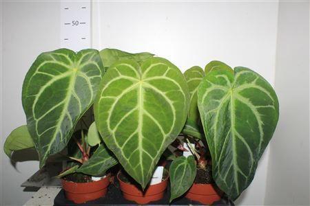 Горшечные цветы и растения оптом Anthu Regale от 6шт из Голландии с доставкой по России