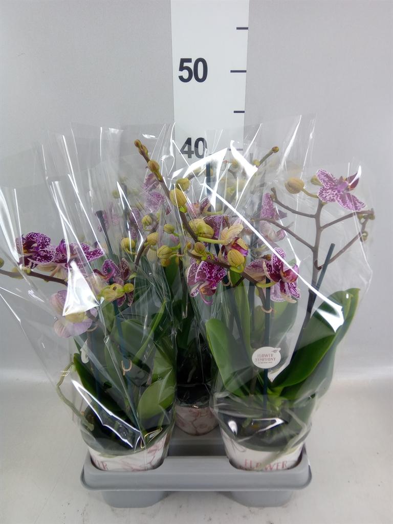 Горшечные цветы и растения оптом Phalaenopsis ...mix от 5шт из Голландии с доставкой по России