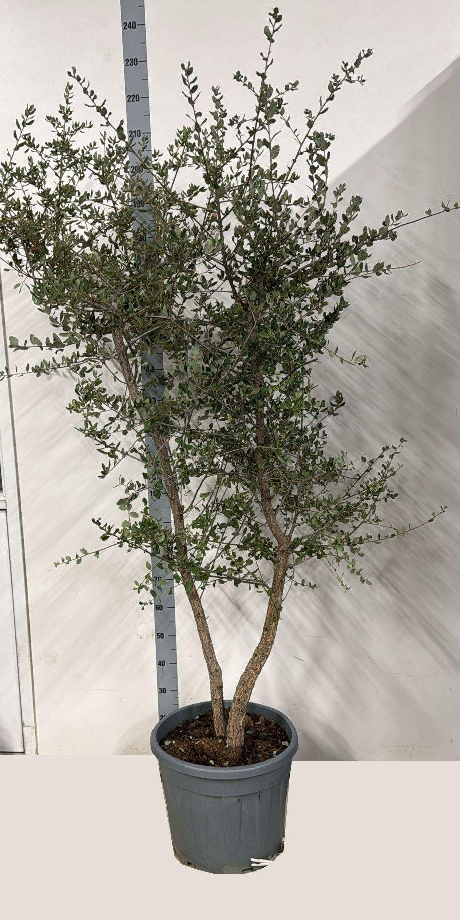 Горшечные цветы и растения оптом Quer Ilex от 1шт из Голландии с доставкой по России