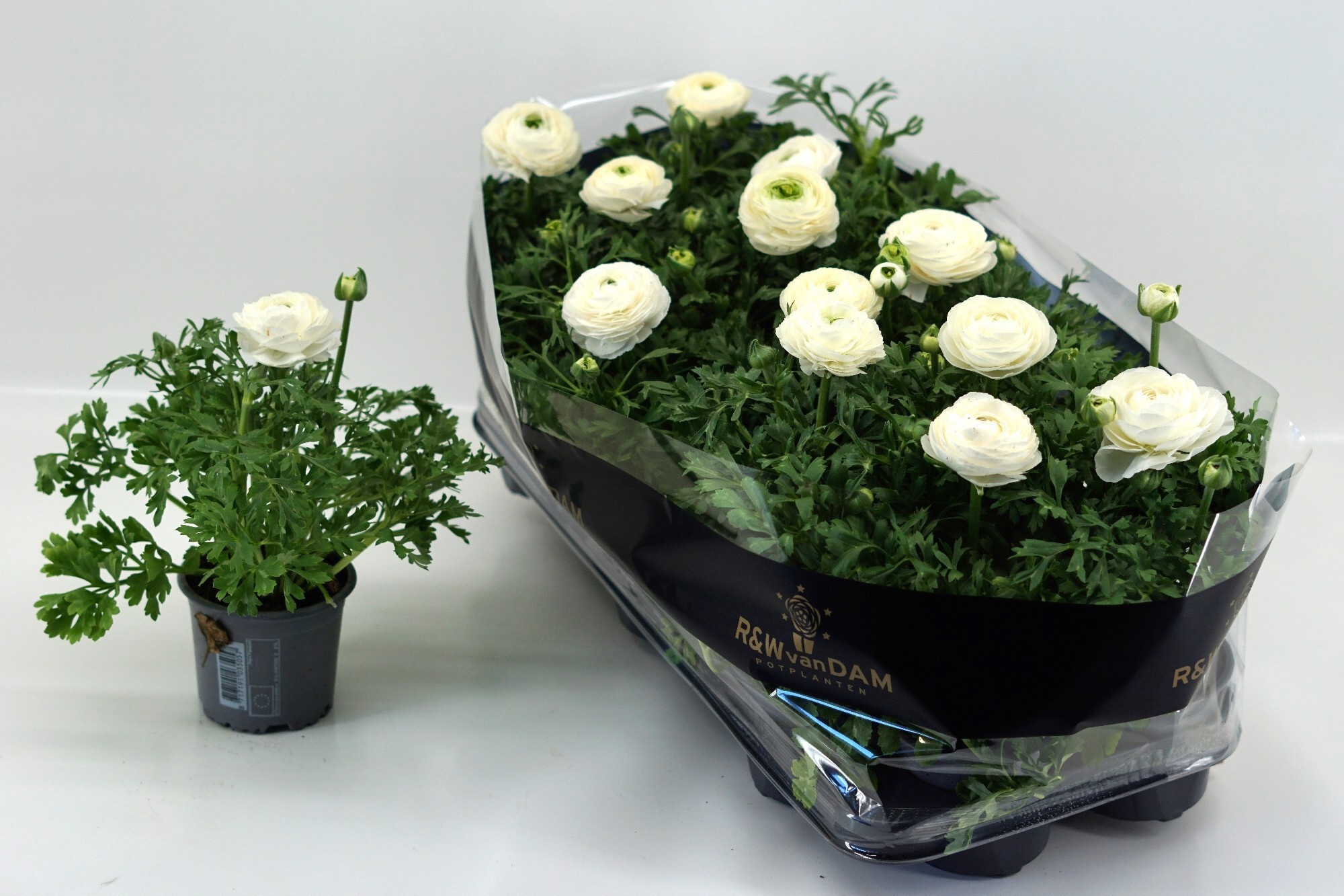 Горшечные цветы и растения оптом Ranun Ov от 12шт из Голландии с доставкой по России