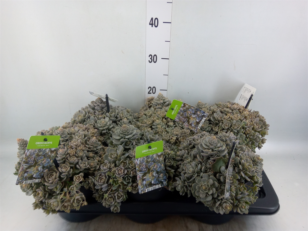 Горшечные цветы и растения оптом Orostachys Furusei от 6шт из Голландии с доставкой по России