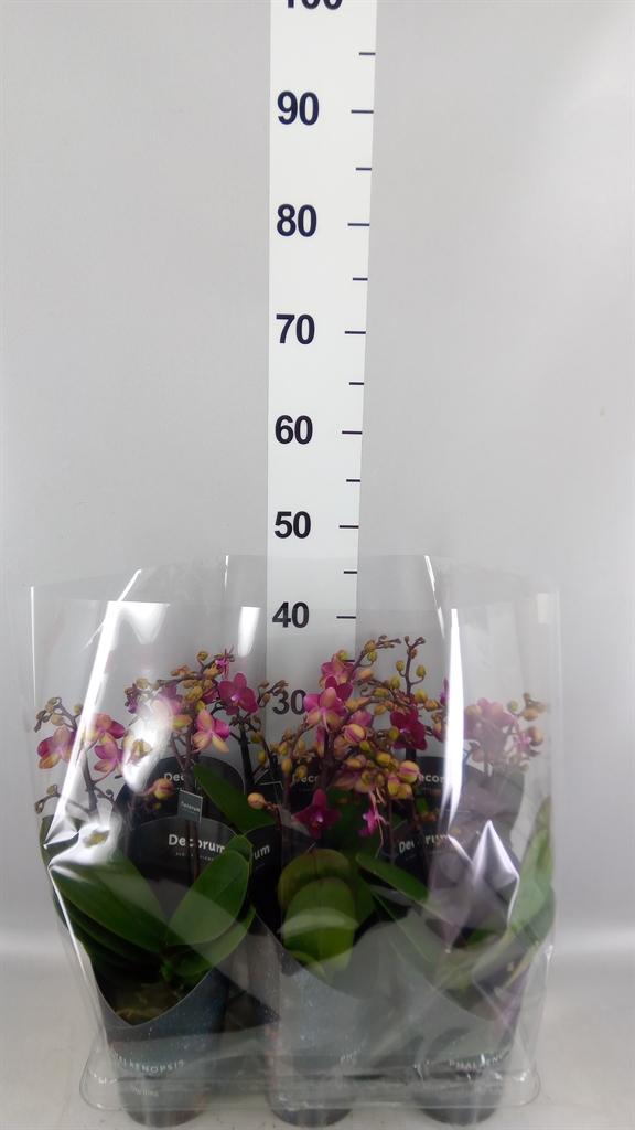 Горшечные цветы и растения оптом Phalaenopsis Multi. ant Chamonix от 6шт из Голландии с доставкой по России