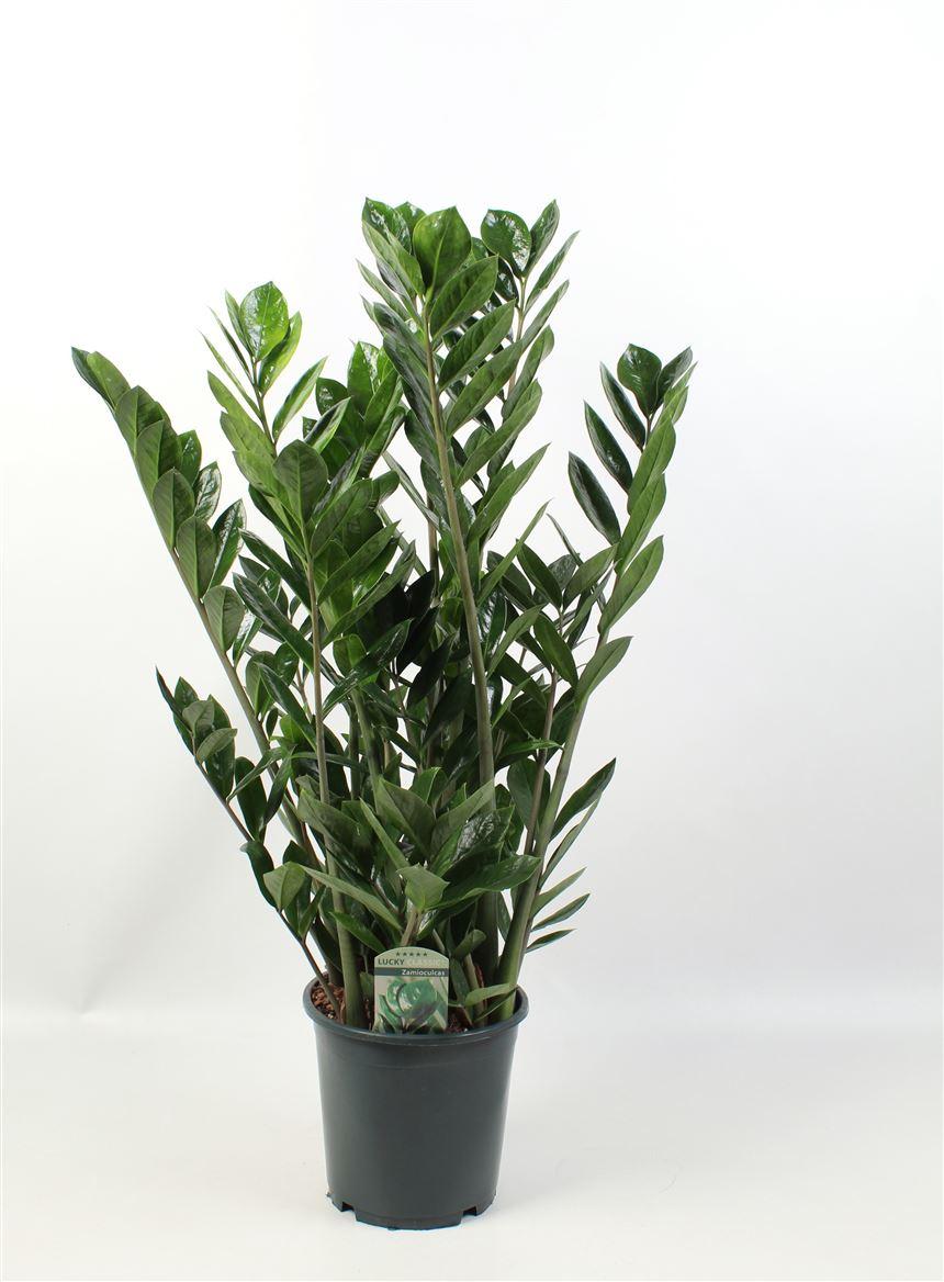 Горшечные цветы и растения оптом Zamioculcas Lucky Classic 12+ от 1шт из Голландии с доставкой по России