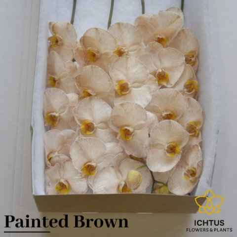 Срезанные цветы оптом Phalaenopsis paint brown от 15шт. из Голландии с доставкой по России