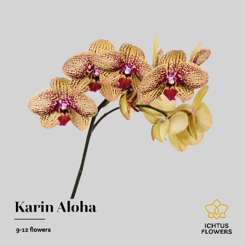 Срезанные цветы оптом Phalaenopsis karin aloha (per stem) от 6шт. из Голландии с доставкой по России