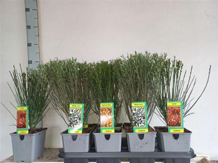 Горшечные цветы и растения оптом Cyti Pr Ov от 8шт из Голландии с доставкой по России