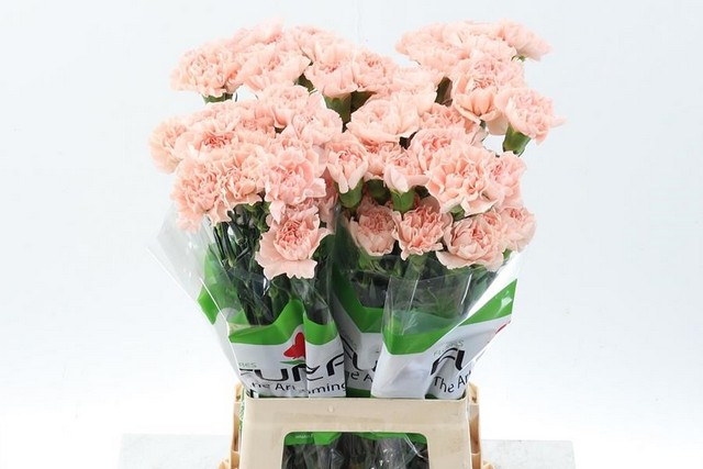 Срезанные цветы оптом Dianthus st peach novia от 80шт из Голландии с доставкой по России