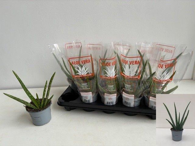 Горшечные цветы и растения оптом Aloe Vera от 10шт из Голландии с доставкой по России