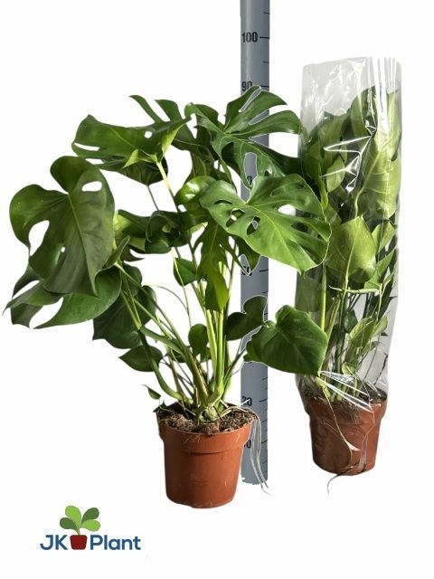 Горшечные цветы и растения оптом Monstera Deliciosa от 1шт из Голландии с доставкой по России