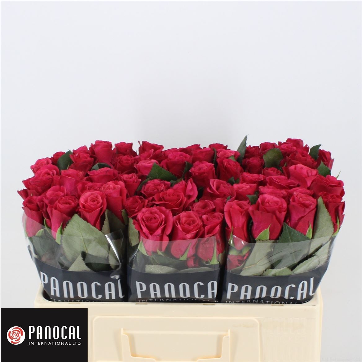 Срезанные цветы оптом Rosa large tacazzi+ от 80шт. из Голландии с доставкой по России