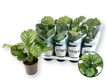 Горшечные цветы и растения оптом Calat Orbifolia от 8шт из Голландии с доставкой по России