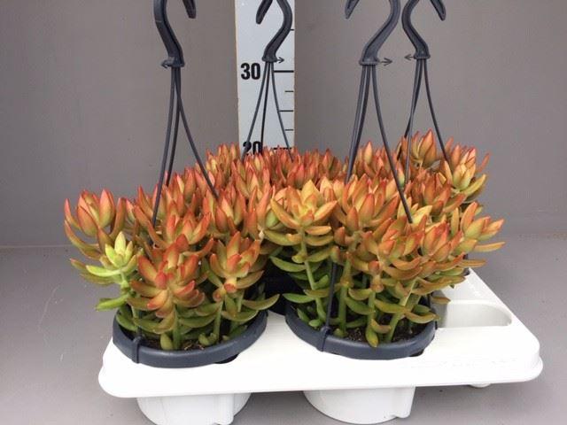Горшечные цветы и растения оптом Sedum ... от 4шт из Голландии с доставкой по России