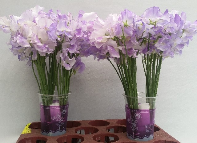 Срезанные цветы оптом Lathyrus lavendel wedding от 30шт.. из Голландии с доставкой по России