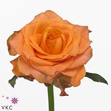 Срезанные цветы оптом Rosa large twilight от 60шт из Голландии с доставкой по России