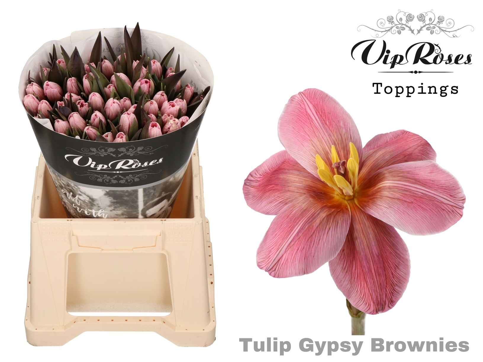 Срезанные цветы оптом Tulipa si paint gypsy brown от 50шт из Голландии с доставкой по России