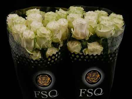 Срезанные цветы оптом Rosa ec moonstone от 40шт из Голландии с доставкой по России